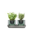 Roots Herbs Garden Clear Top with Green Base