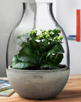 Eden Terrarium Clear with Moulded Concrete Base